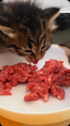 La cena è servita 🥰😂#siberiano #siberiankittensofinstagram #siberiankitten #siberianforestcat #love #cute | CelesteFabergèCattery