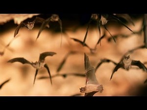 The Dangerous Consequence of Losing Millions of Bats