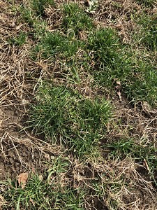 Grass Identification