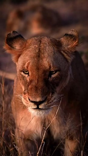 19K views · 903 reactions |  Life Is Beautiful  | Pachamama | Facebook