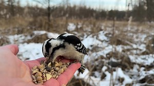 Tufted Titmice, a Black-capped Chickadee, and a Downy Woodpecker visit the Hand of Snacks. One of the Tufties grabs a cranberry, an unusual choice, but on close inspection the Tuftie is grabbing a beakful of sunflower seeds and the cranberry comes along for the ride. | Jocelyn Anderson Photography