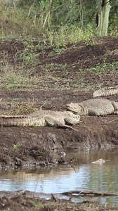 Catch a glimpse of the ultimate sunbathers at Rhino River Lodge 🐊 Crocodiles bask in the sun to regulate their body temperature, as they’re unable to generate their own warmth. Sunbathing also aids digestion and helps keep them agile for hunting. Come witness these fascinating creatures in their natural habitat! 🌞 Book your stay with us today and enjoy a front-row seat to the wild. #RhinoRiverLodge #WildlifeWisdom #ManyoniReserve #EscapeToNature #WildlifeMoments | Rhino River Lodge