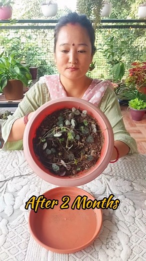 19K views · 35 reactions | How To Propagate String of Hearts Plant from cutting and Make Topiary of String of Hearts Plant. #stringofhearts #Topiary #propagation | Flower lovers | Facebook