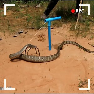 1.2M views · 2.1K reactions | Discover how to trap snakes simple but extremely fun. #snake | Snake Boss | Facebook