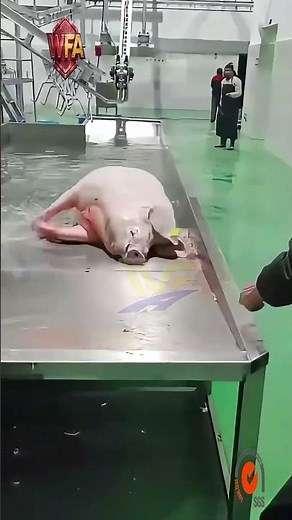It’s amazing to see how a pig slaughterhouse professional slaughter equipment processing lines.
