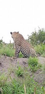 Male leopard Tortoise pan #safari #experience #Africa #wildlife simbambili area | Africa Journey Nature Experience