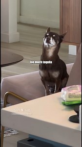 442K views · 12K reactions | When you drink too much 藍 | Dusty Dubs | Facebook