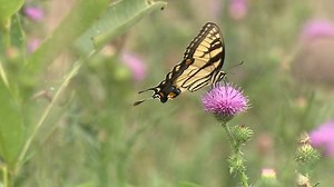 #DidYouKnow: Pollinators are essential to 🍎 Fruit 🌰 Nuts 🍫 Chocolate ☕️ Coffee and more! National Pollinator Week celebrates these hard-working creatures. You can do your part to protect them by planting a pollinator garden, providing nesting sites and avoiding or limiting pesticide use. | U.S. Department of the Interior