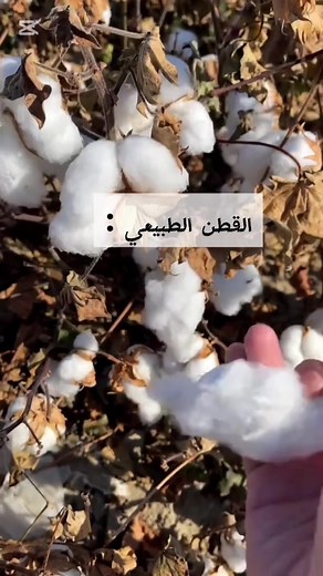 رحلة الفرق بين البوليستر والقطن الطبيعي