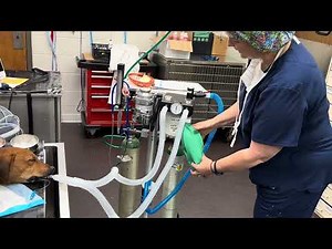 Canine Intubation