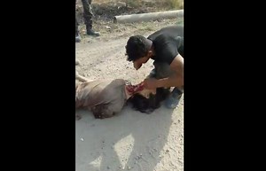 Gore Video- An isis soldier was beheaded after being shot dead - XGore - Extreme Gore Videos