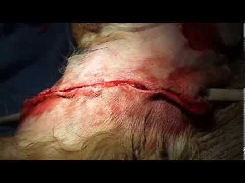 Veterinary Education: Dog Attack Stitch-up