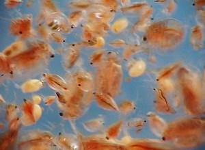 Larvae Plecoptera Daphnia Under Microscope Macro: stockbeeldmateriaal en -video's (rechtenvrij) 32315065 | Shutterstock