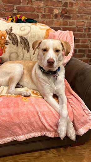 3K views · 14 reactions | Meet Aurora! This sweet princess is a 57...