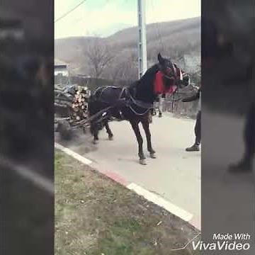 Probe cai 2018 făget