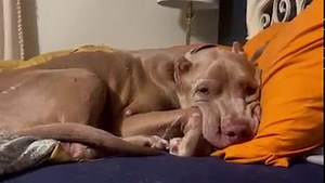 I can’t 😂 | Luscious Lucia on Long Island