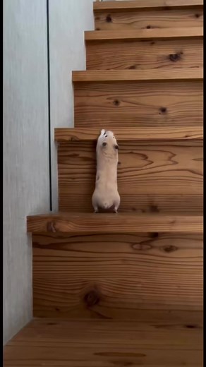 ハムスターの日常 #ハムスター #かわいい | Hamsters