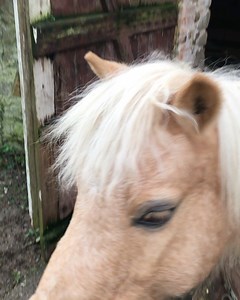 3K views · 54 reactions | Spirit, le poney  le plus mignon du monde pour prendre son médicament  #lovemyjob #horsegroom | PonyCorn le blog | Facebook