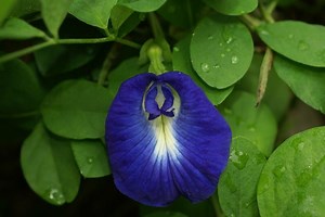 Clitoria ternatea - Alchetron, The Free Social Encyclopedia