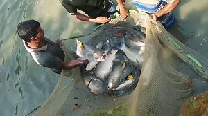 Long Net Fishing Videos by Fish Watching. | Fish Watching