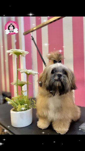 The ever so beautiful Sulli‼️ 🐾🌼🥰 | Wags Grooming Services