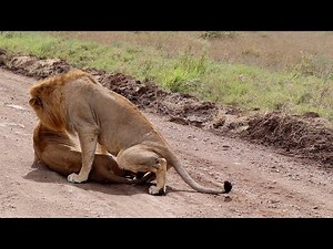 Male lion begging lioness
