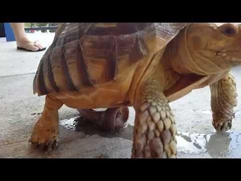 6 YEAR OLD SULCATA TORTOISE MALE ORGAN TRYING TO MATE PART 1