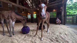 Thank you Burlingham Sports for sending Hay Ball Feeders to our herd here at Last Chance Corral! We work hard to keep the foal barn a clean, safe, and enriching environment for the babes, who in true foal fashion, like to explore everything with their mouths. We introduced the foals to their first “Hay Play” today and What A Hit!! “Shappah” and “Santana” approached it right away and began nibbling away. And good news for us, we can easily wash it in our sink when they’ve finished nosing it aroun