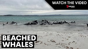 Pilot whales beach themselves at Cheynes Beach