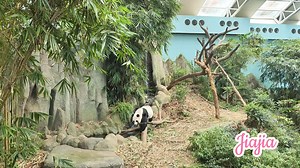 Couple of days ago, my wife and I visited Kaikai and Jiajia, friendship envoys between China and Singapore. I want to thank all Singaporean friends for your love for the panda couple and their baby #Lele. Special thanks to all the staff at the River Wonders for taking good care of the pandas. Today marks the 34th anniversary of diplomatic ties between China and Singapore. I wish the panda family good health so that they can continue to bring more joy to people of both countries. May China-Singap