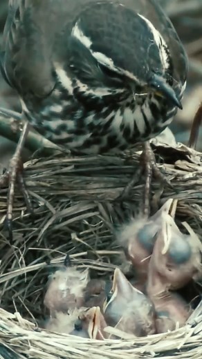 6.2K views · 91 reactions | Redwinged Thrush Feeding its Chicks in the Nest | Baby Bird Bites | Facebook