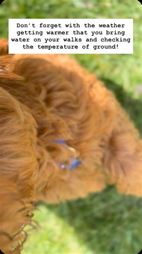 Here are some early signs of heat stroke to look out for! Early Signs: • Excessive panting • Excessive drooling (salivation) • Increased heart rate • Bright red tongue and gums • Warm or hot skin • Restlessness or agitation Have fun but stay safe! | K-9 Koncepts