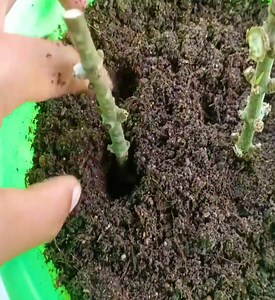 How to grow allamanda plant from cuttings #Growing #Planting #FlowerPlant #Anthurium #plantingroots #roses | TVreelplay