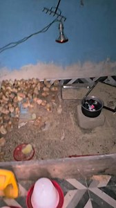 5.3K views · 77 reactions | It's so important to get the brooding...