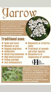 23 reactions | Western Yarrow (Achilles Millefolium) The Latin name...