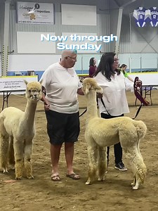 1.6K views | Don’t miss The Navan Fair, happening this weekend! Today is bracelet day for the midway! Plus grab some 50/50 tickets at navanfair.com! ️ | CHEZ 106 | Facebook