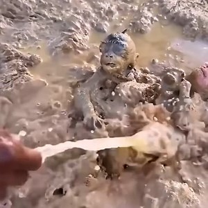 Cleaning monkeys found in the mud! | 35728564532