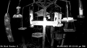 For those of you looking for some night entertainment tune into PA Bird Feeder 2 cam. We have a group of flying squirrels that come to feed here at night and it's literally a circus. Check out this video clip from last night. See how they all glide off into the trees in the back. You can watch PA Bird Feeder 2 live here: https://pixcams.com/pa-bird-feeder-2/ | PixCams