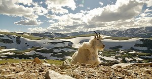 BORN IN THE ROCKIES On NATURE