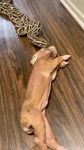 131K views · 1.6K reactions | My Burmese Python Enjoyed A Large Meal...