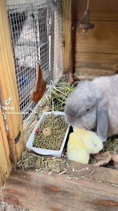 344 reactions · 3 comments | Unexpected baby chicks hatching at...