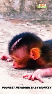 1K views · 21 reactions | The world so badly to small newborn baby monkey born with mom no care with milk giving  | Million Monkey | Facebook