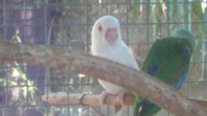 50 reactions | Tropical Bird Farm on Reels | Facebook