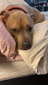 1.8K reactions · 29 shares | Rocky gets a special treat when I get home work on this fine Tuesday #rocky #staffy #bestfriend #goodboy #treats #bestdogever #tuesdayvibes | Heather Michelle | Facebook