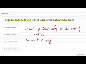 High frequency sound waves vibrate the basilar membrane