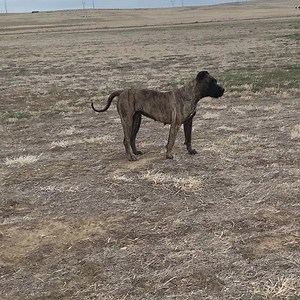 30 reactions · 4 comments | Crazy Bitch on her walk after her progesterone testing. Breeding her tomorrow and using the last of the Dyno semen. Get your deposits in. | Canarian Bull Kennel | Facebook