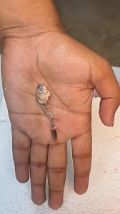 I BOILED A FISH TO MAKE A SKELETON ART #shorts | Garib Gaming