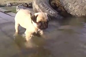 Cute pug swimming in the river. | BuzzSharer Pugs
