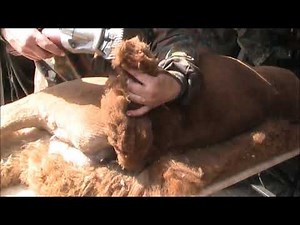 shearing Video by Anke