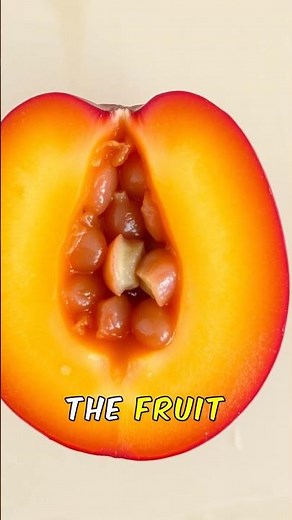 Wild Australian Superfruit: The Hidden Illawarra Plum